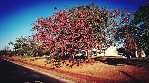 View of trees against clear sky