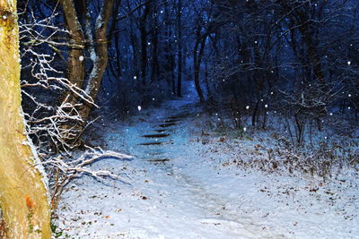 Trees in forest during winter