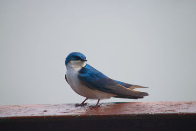 Bird perching on retaining wall against clear sky