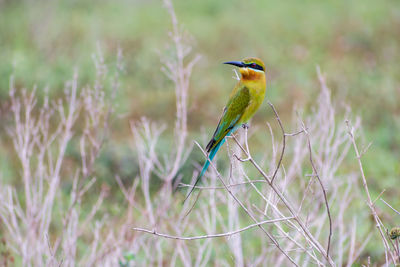 Close-up of bird perching on branch