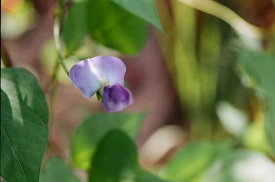 Close-up of purple flowers blooming outdoors