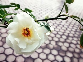 Close-up of white flowers blooming outdoors