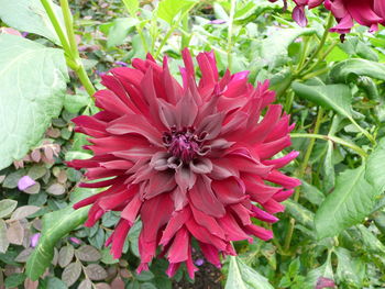 Close-up of pink flowers blooming outdoors