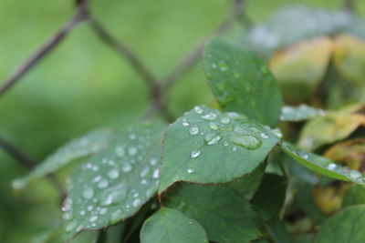 Close-up of raindrops on leaves