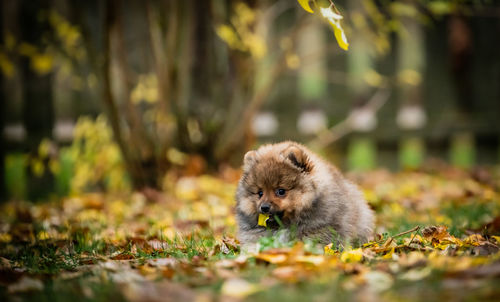 View of dog on field