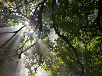 Low angle view of trees against sky