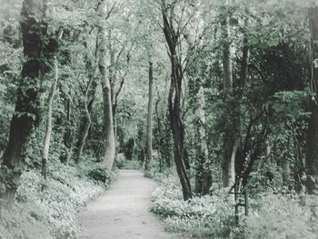Empty pathway along trees in forest