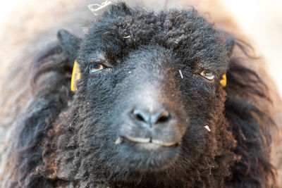 Close-up portrait of an animal