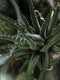 Close-up of succulent plant