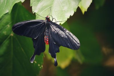 Close-up of butterfly on leaf