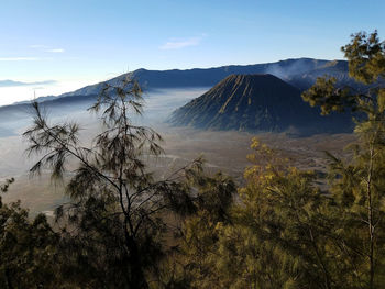 View of trees with mountain range in background