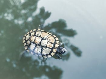 Close-up of shell on a lake