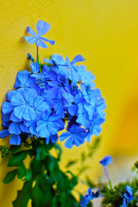 Close-up of purple flowers blooming outdoors