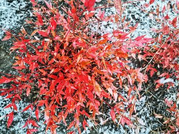 Full frame shot of red leaves on tree