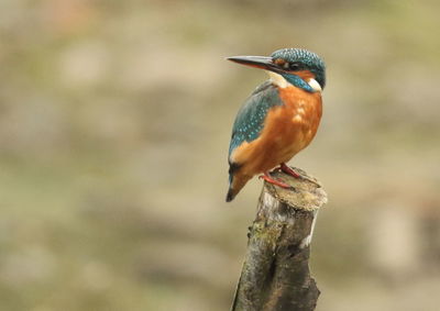 Close-up of bird perching outdoors