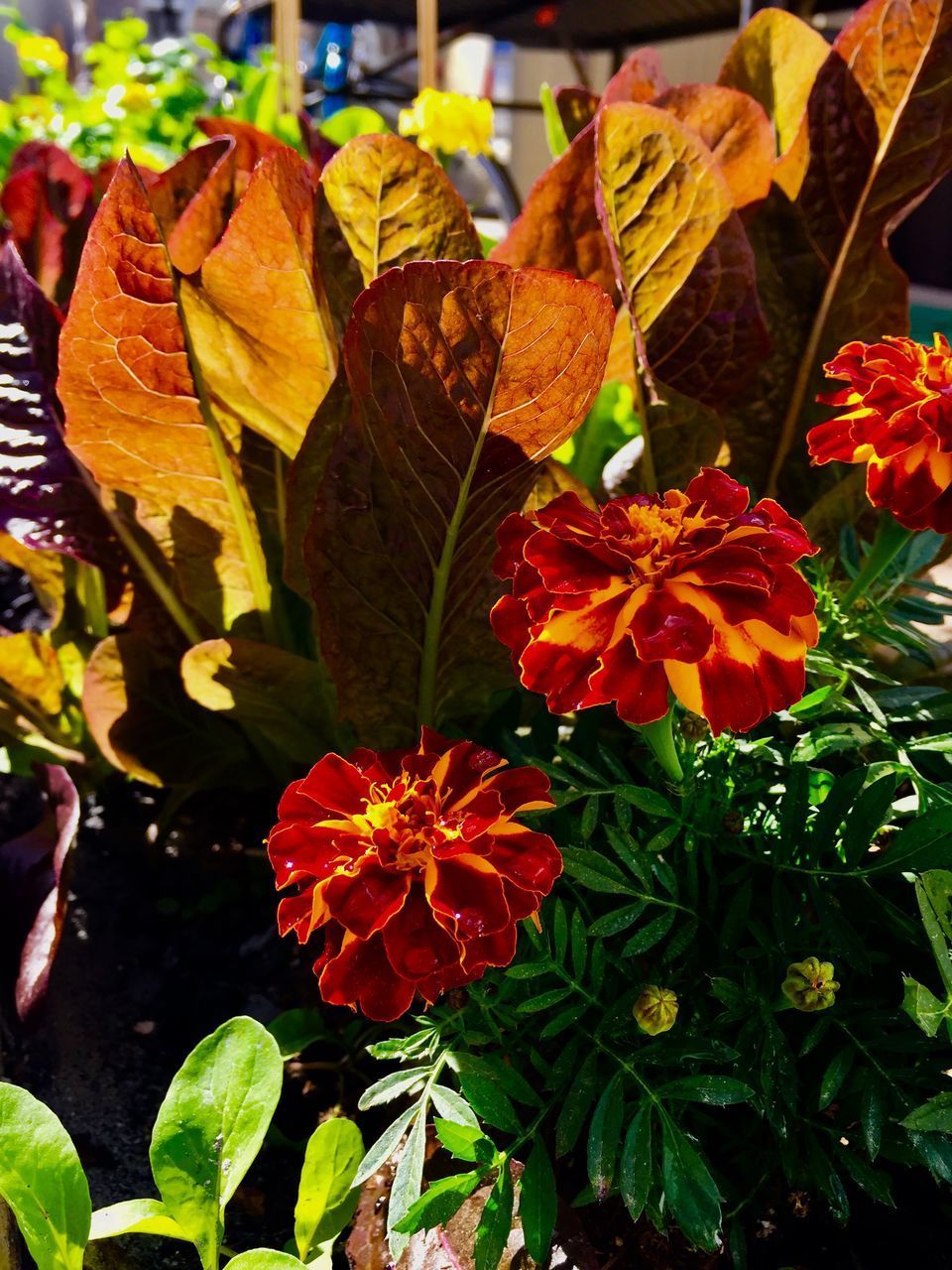 CLOSE-UP OF YELLOW FLOWERING PLANT LEAVES