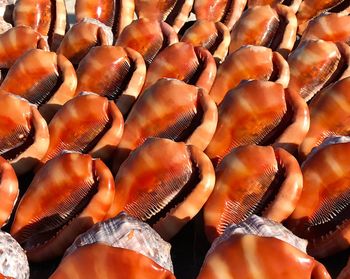 Full frame shot of onions for sale