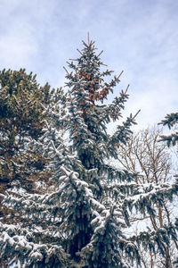 Low angle view of christmas tree against sky during winter