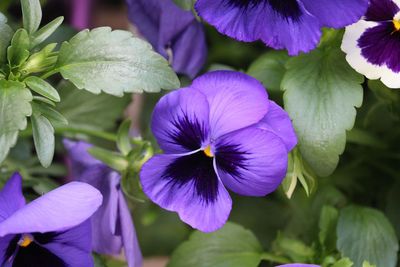 Close-up of purple flowering plants