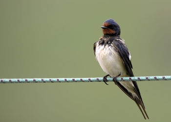 Close-up of bird perching outdoors