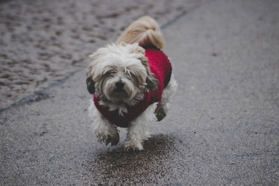 Portrait of dog on street in city
