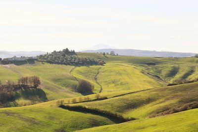 Scenic view of agricultural field against sky