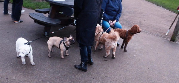 Low section of people with dogs on street