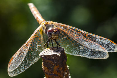 Close-up of dragonfly on leaf