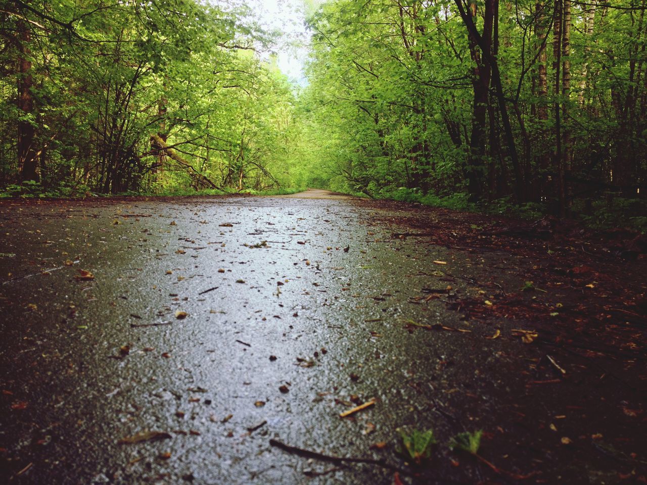 SURFACE LEVEL OF ROAD AMIDST TREES DURING AUTUMN