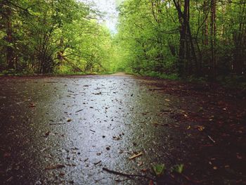 Surface level of road amidst trees in forest