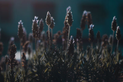 Close-up of plants growing on field