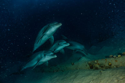 Dolphins swimming with divers in the red sea, eilat israel a.e