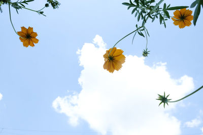 Low angle view of flowering plant against blue sky