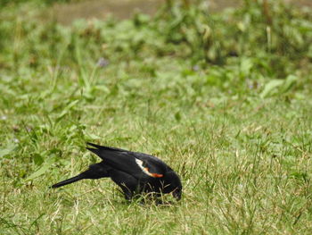 Close-up of bird on field