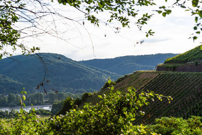 Scenic view of landscape and mountains against sky