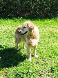 Dog on field