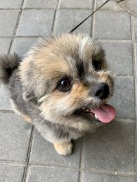 High angle view of dog on footpath