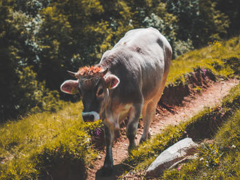 Horse standing in a field