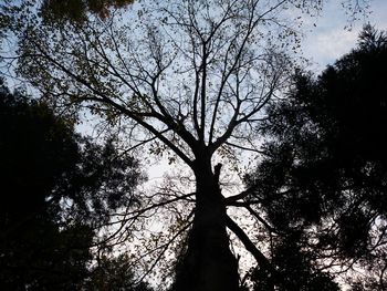 Low angle view of bare trees against sky