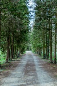 Road passing through forest