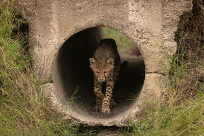 Cheetah cub by stone hole in forest