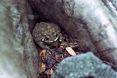 Close-up of lizard