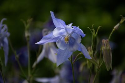 Close-up of purple flowering plant