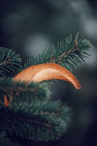 Close-up of pine tree leaves