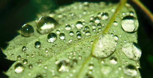 Close-up of water drops on leaf