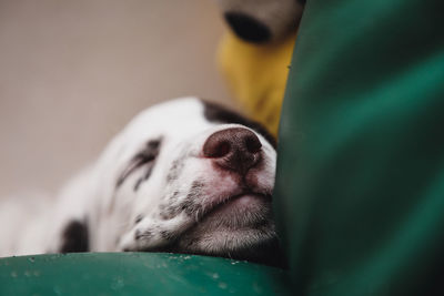 Close-up of dog sleeping