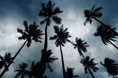 Low angle view of silhouette palm trees against sky