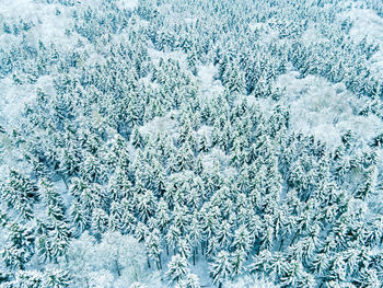 High angle view of snowflakes on land