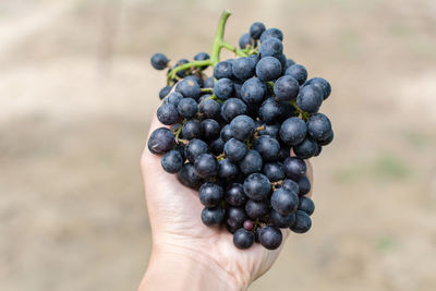 Cropped image of hand holding red grapes