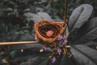 High angle view of egg in nest